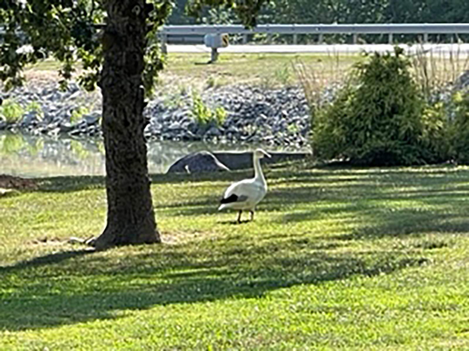 a bird walking near a tree at Walton Park